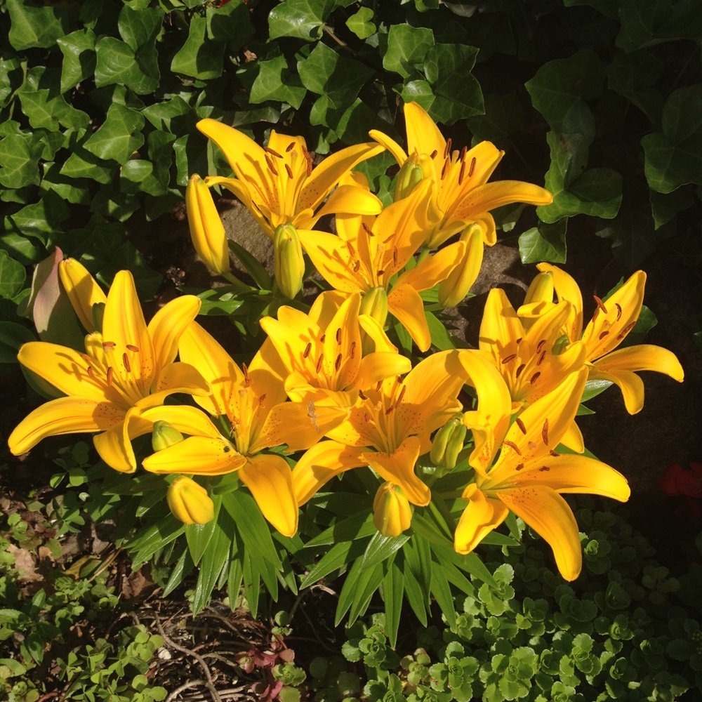 Meet your Posher, Tracy